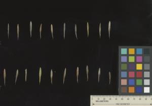 column SEED