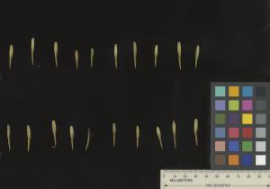 column SEED