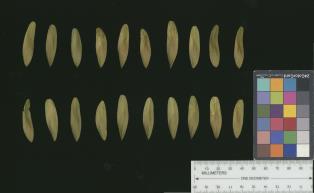 column SEED