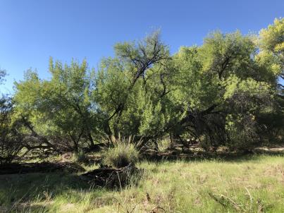column HABITAT