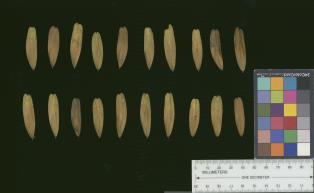column SEED
