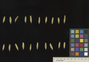 column SEED