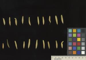 column SEED