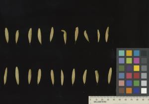column SEED