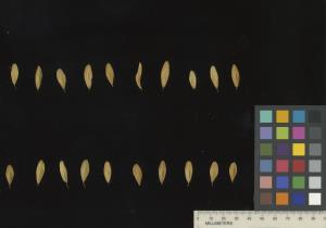 column SEED