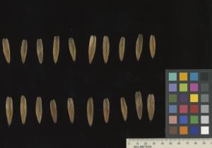 column SEED