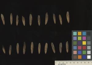 column SEED