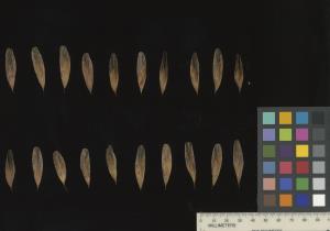 column SEED