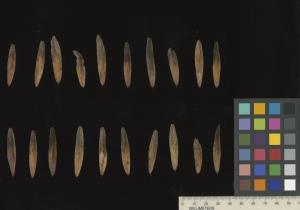 column SEED