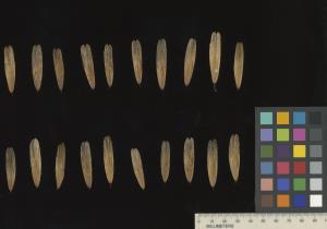 column SEED