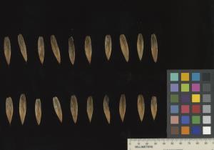 column SEED