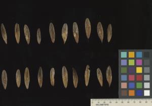 column SEED