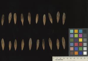 column SEED