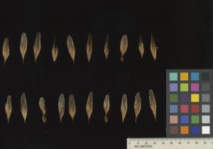 column SEED