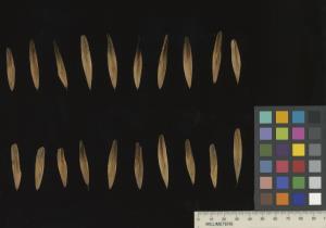 column SEED