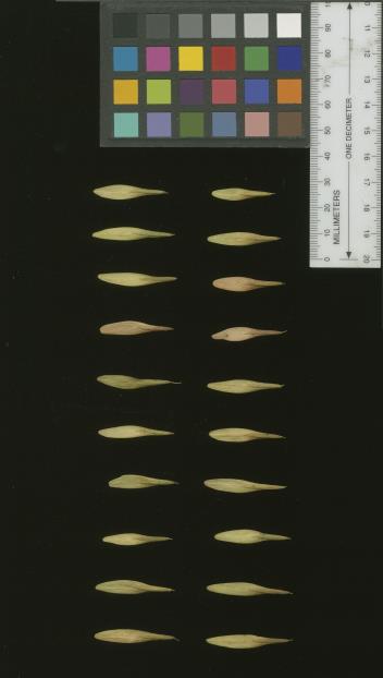 column SEED