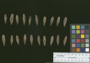 column SEED