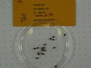Click for 1 image(s) for this accession.