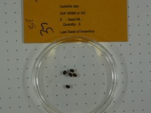 Click for 1 image(s) for this accession.