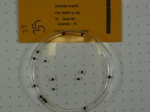 Click for 1 image(s) for this accession.