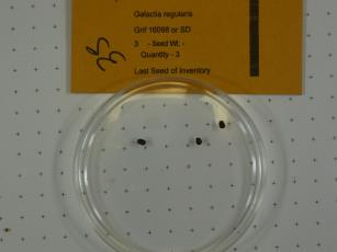Click for 1 image(s) for this accession.