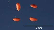 SEED