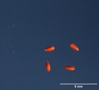 SEED
