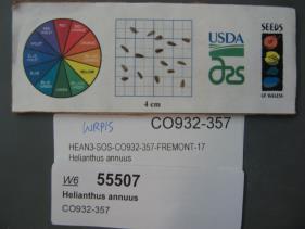 Click for 1 image(s) for this accession. SEED