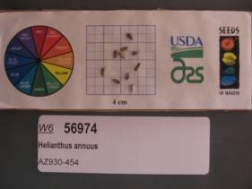 Click for 1 image(s) for this accession. SEED