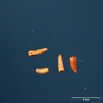 SEED