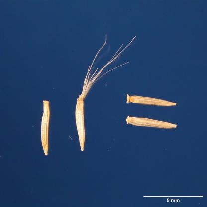 SEED