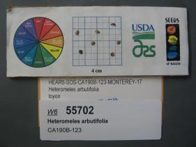Click for 1 image(s) for this accession. SEED