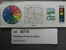 Click for 1 image(s) for this accession. SEED