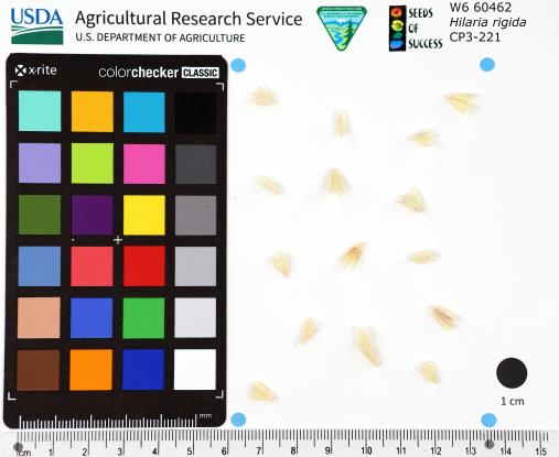 Click for 2 image(s) for this accession. SEED