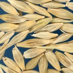 KERNELS