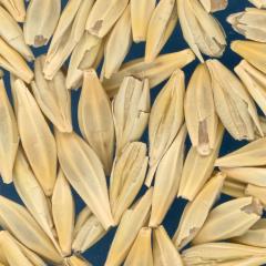 KERNELS