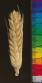 column SPIKE