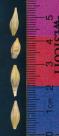 Click for 3 image(s) for this accession. KERNELS