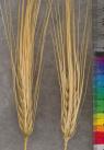 Click for 3 image(s) for this accession. SPIKE