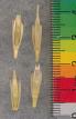 KERNELS