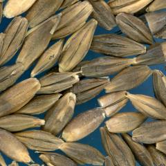KERNELS