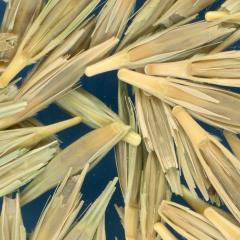 KERNELS