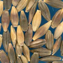 KERNELS