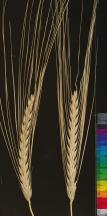 Click for 3 image(s) for this accession. SPIKE