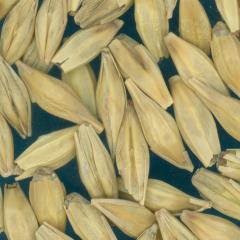 Click for 4 image(s) for this accession. KERNELS
