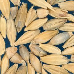 KERNELS