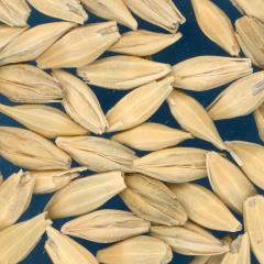 Click for 2 image(s) for this accession. KERNELS
