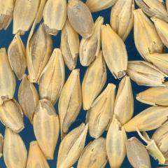 KERNELS