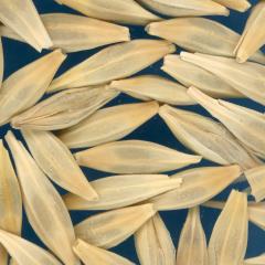 KERNELS