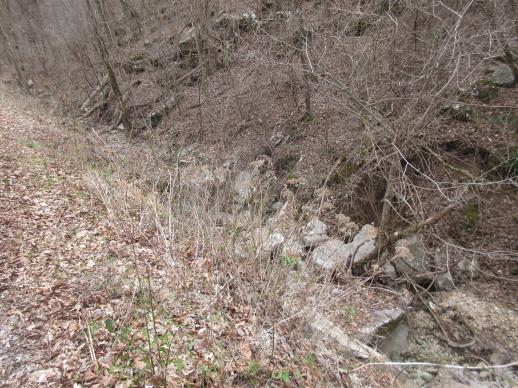 Click for 1 image(s) for this accession. HABITAT